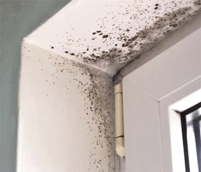 Mold in a corner next to a window